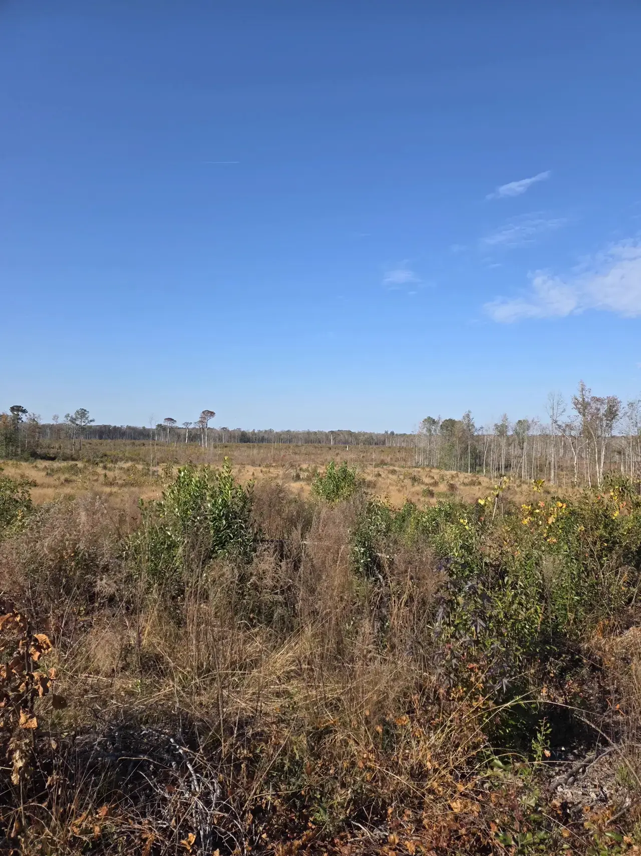Panoramic view of cleared land