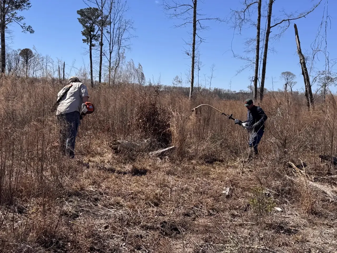 Crew clearing brush with chainsaws