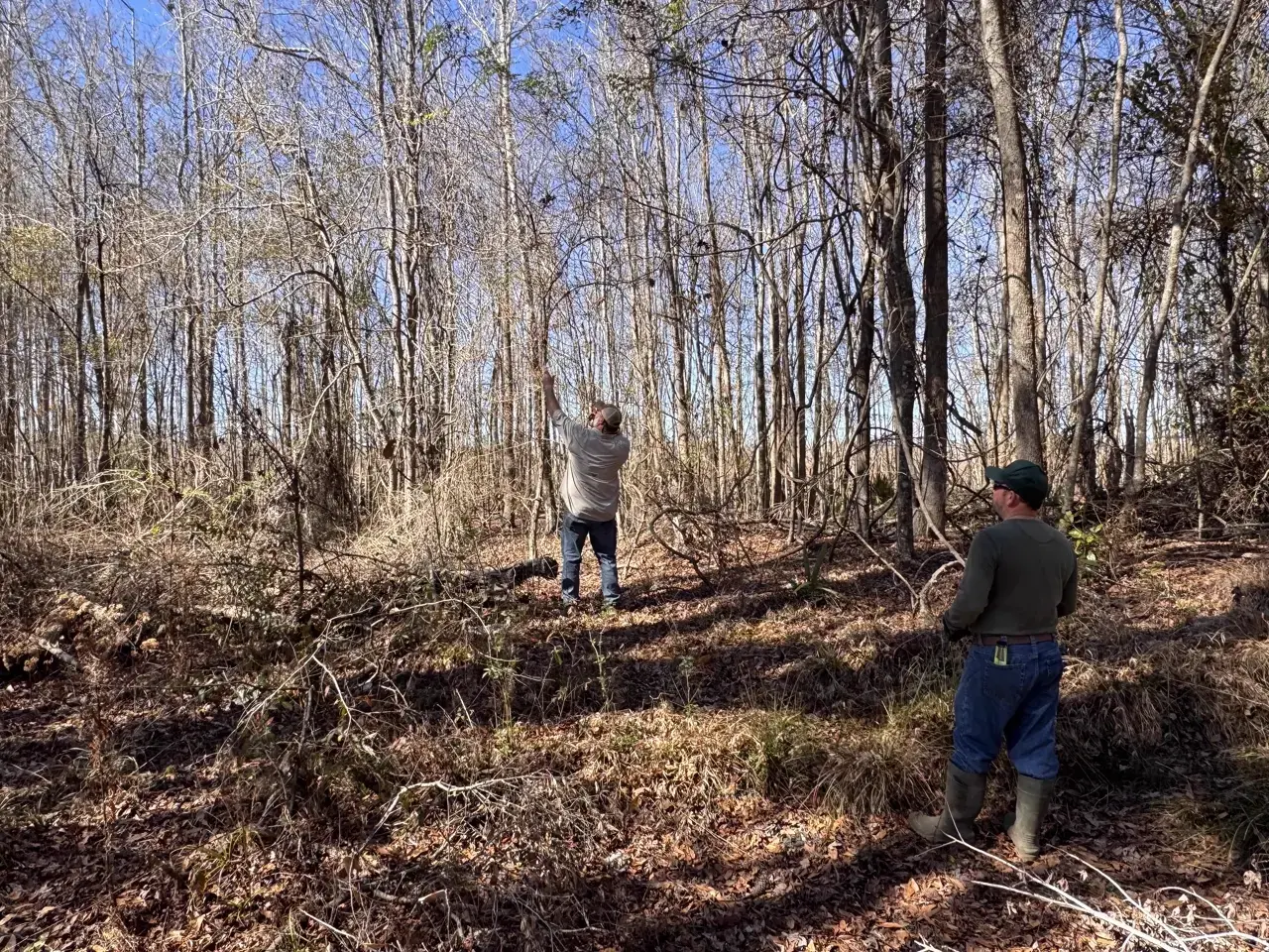 Crew surveying the woods