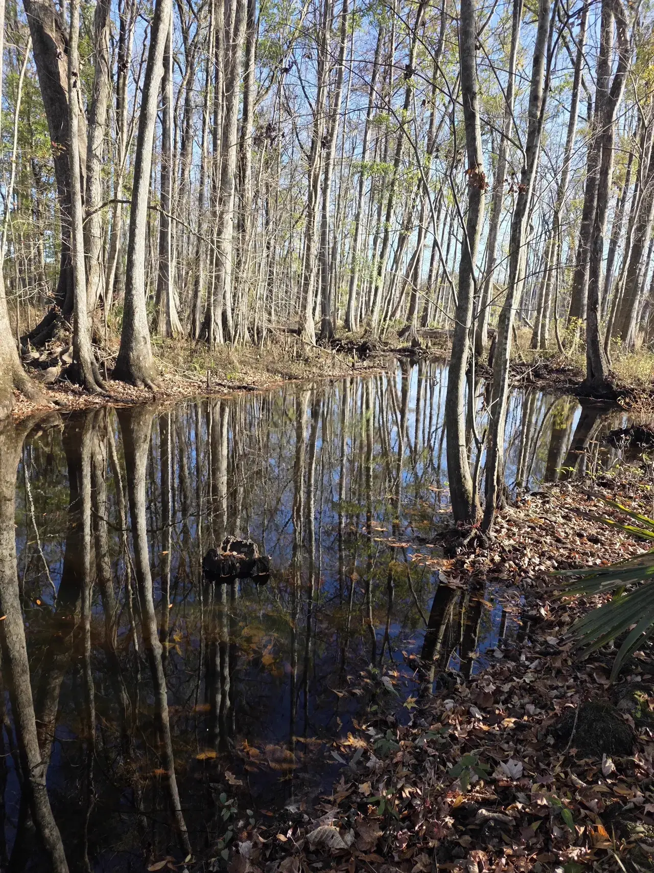 Cypress swamp and creek