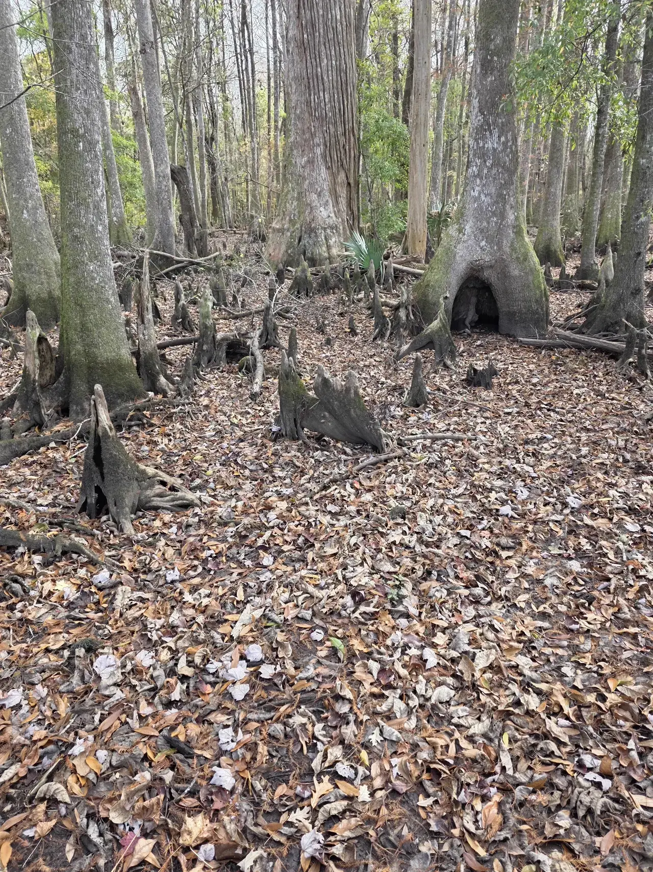 Cypress trees with leaf-covered floor