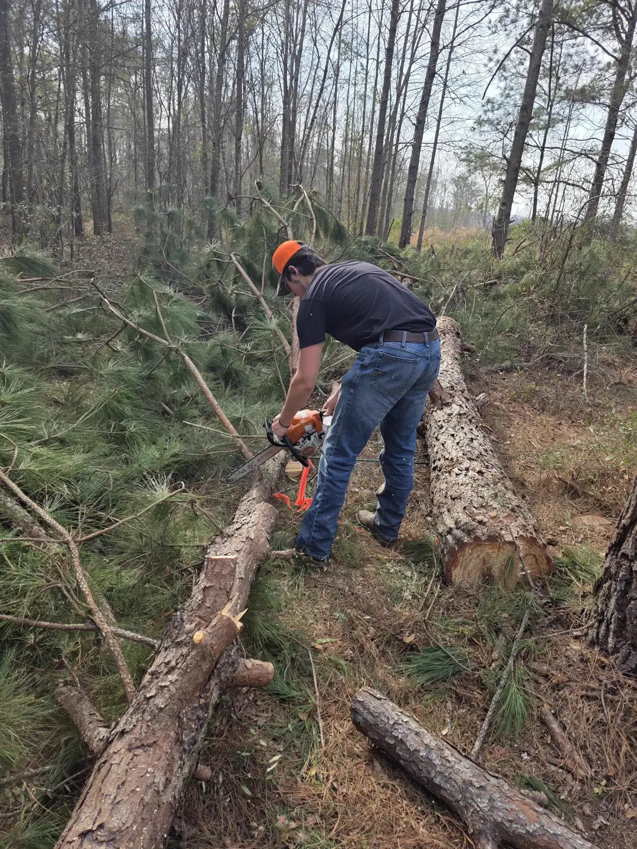 Land clearing work for Phase 1 at Traditions Field Club