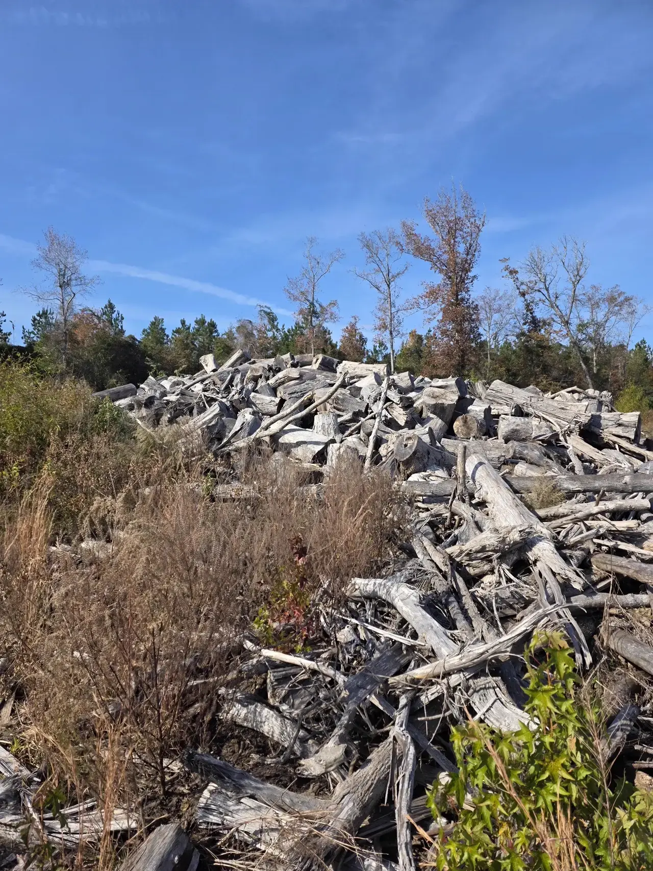 Log pile along trail