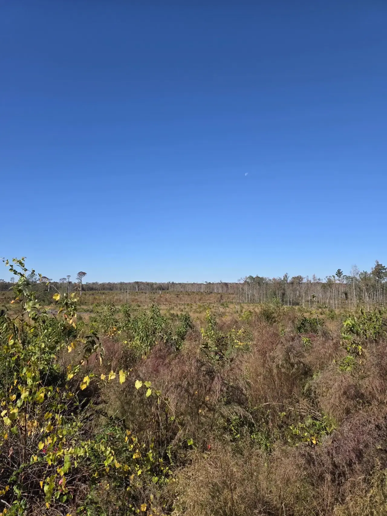 Open field with treeline
