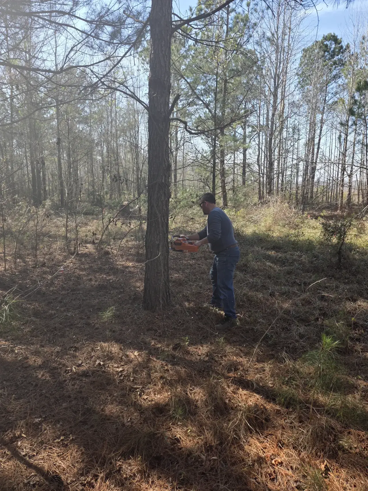 Owner chainsawing a fallen tree in the woods