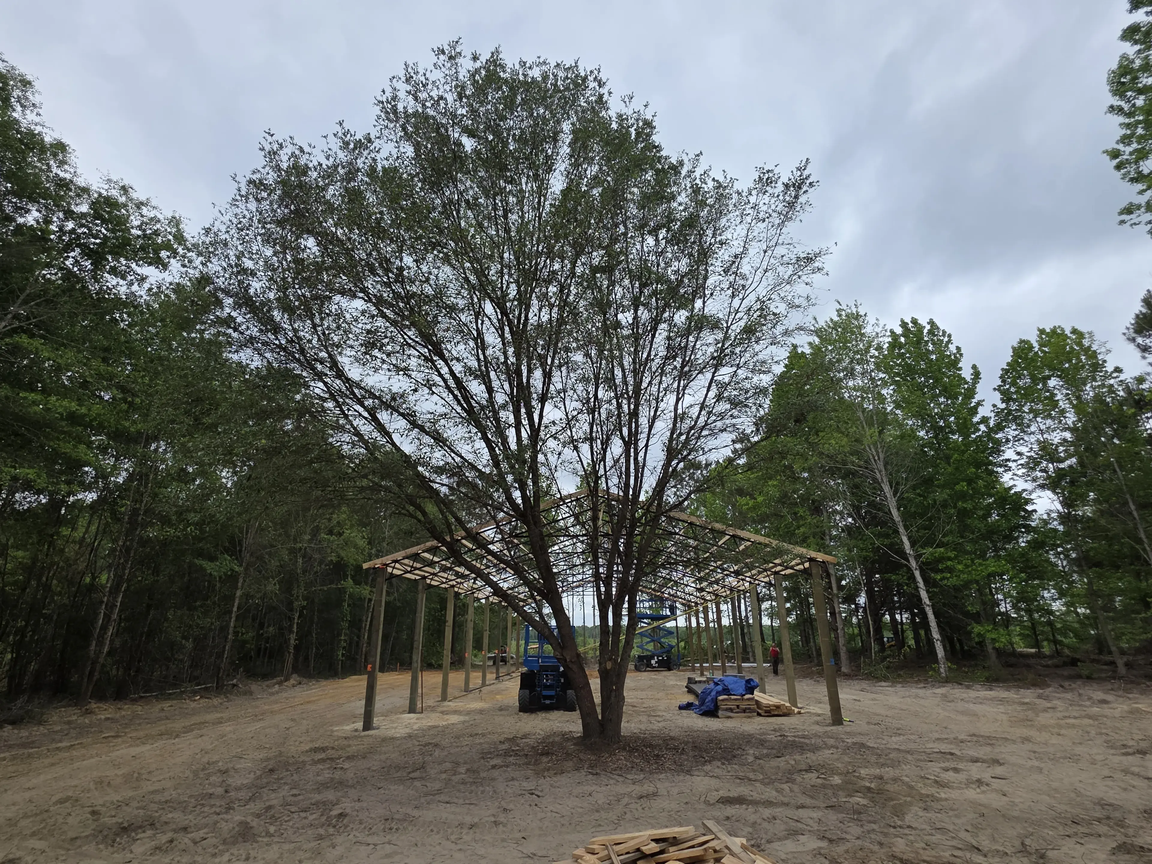 Early Pavilion framing rising under the tree canopy