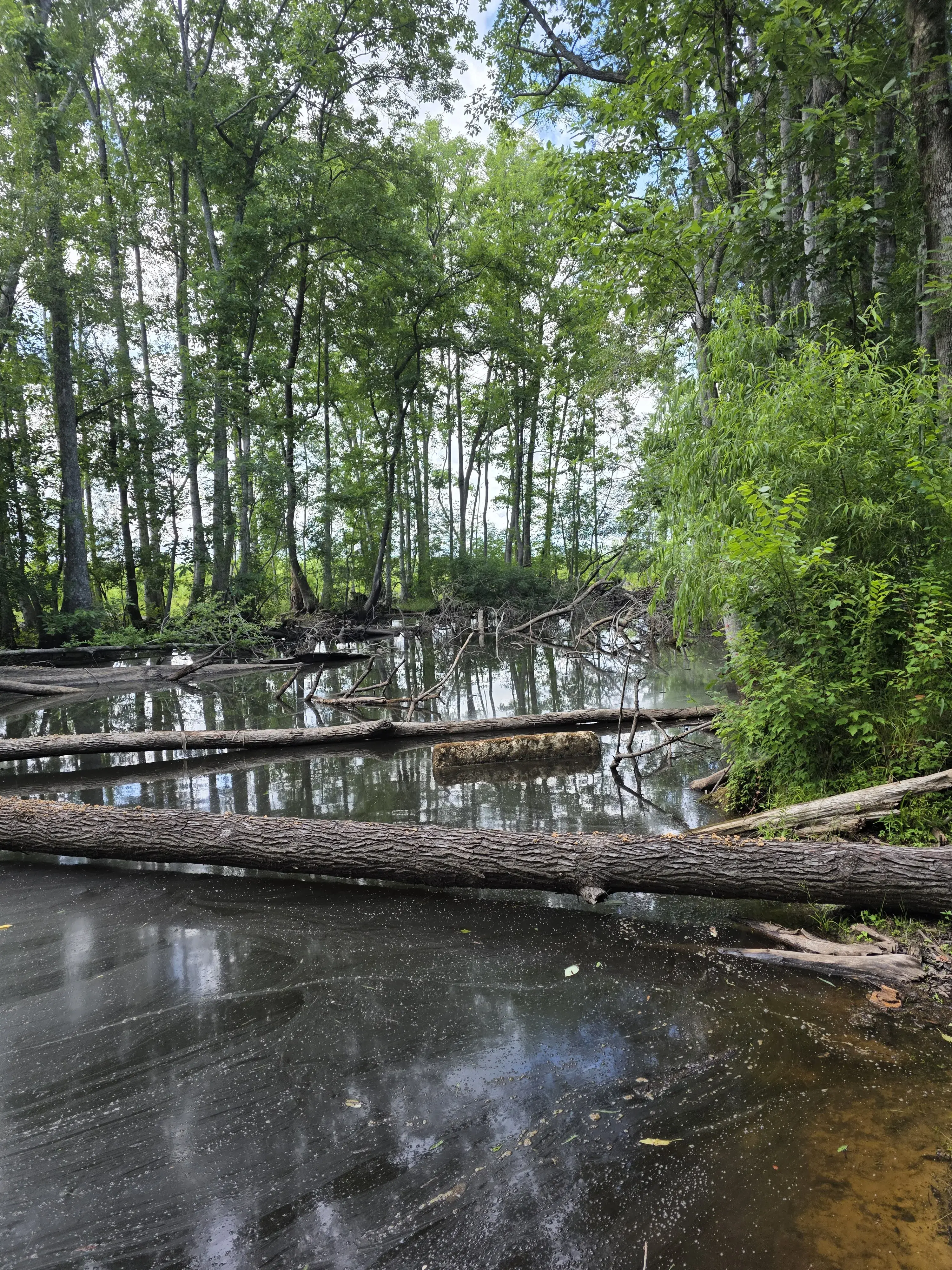 Swamp creek reflection on the property