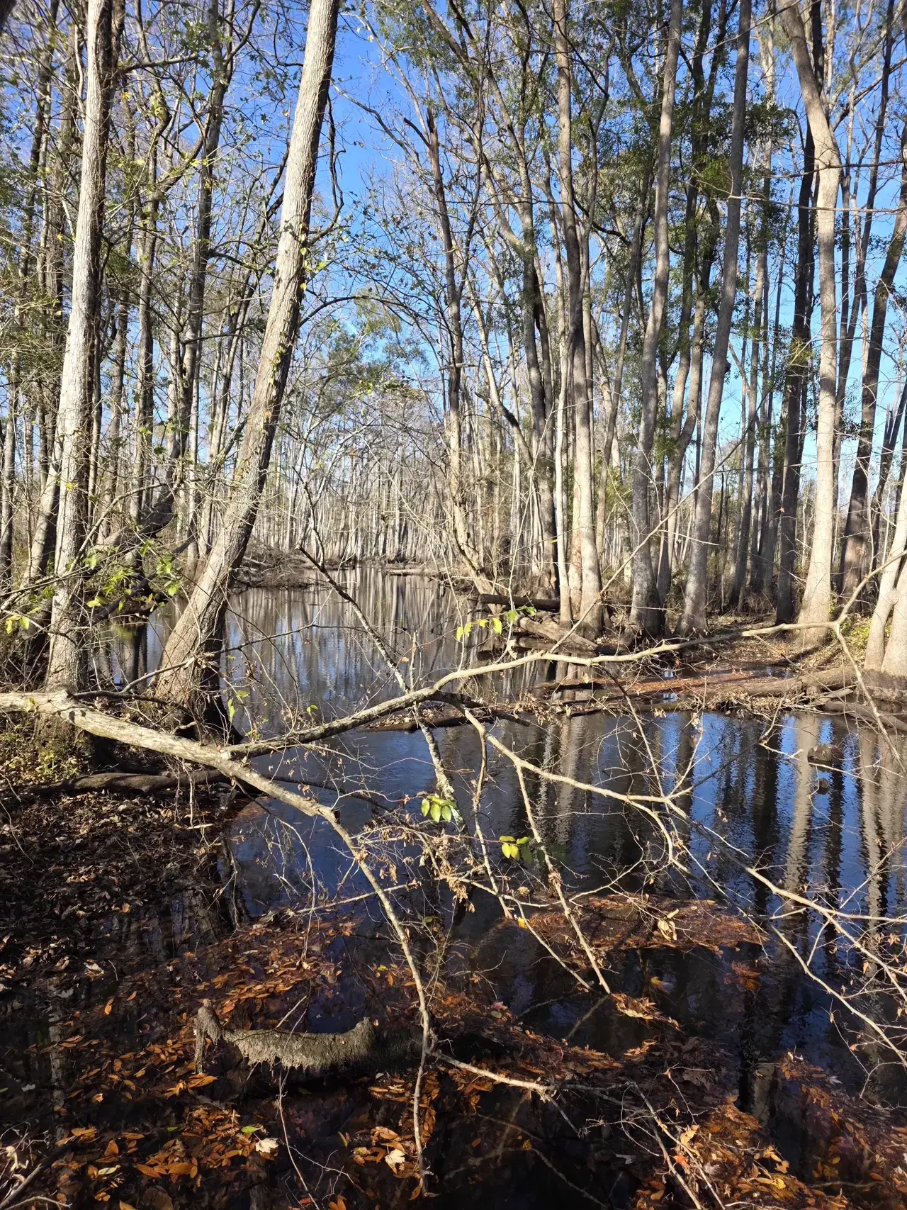 Swamp trees reflecting in water