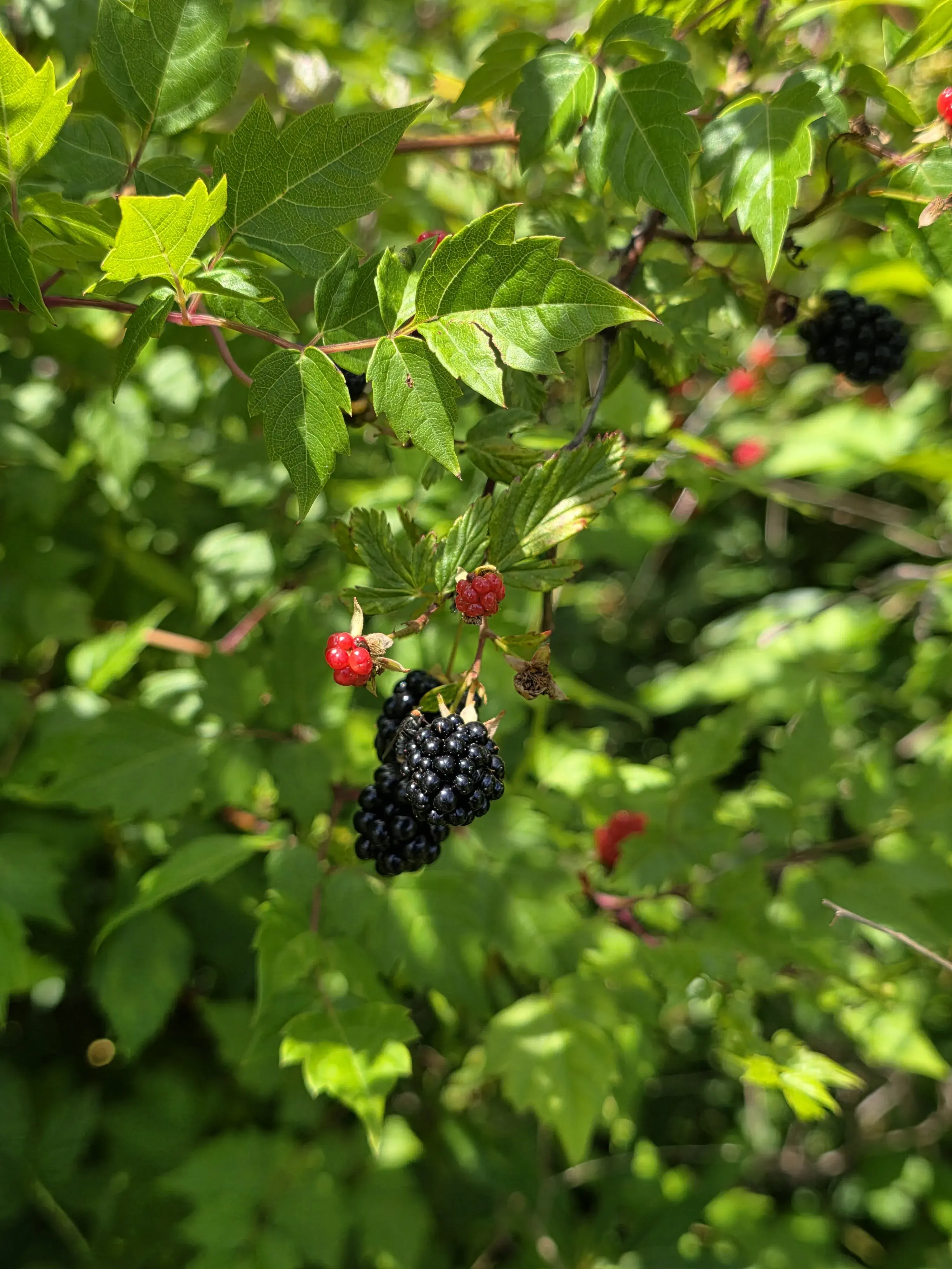 Wild blackberries growing on the property