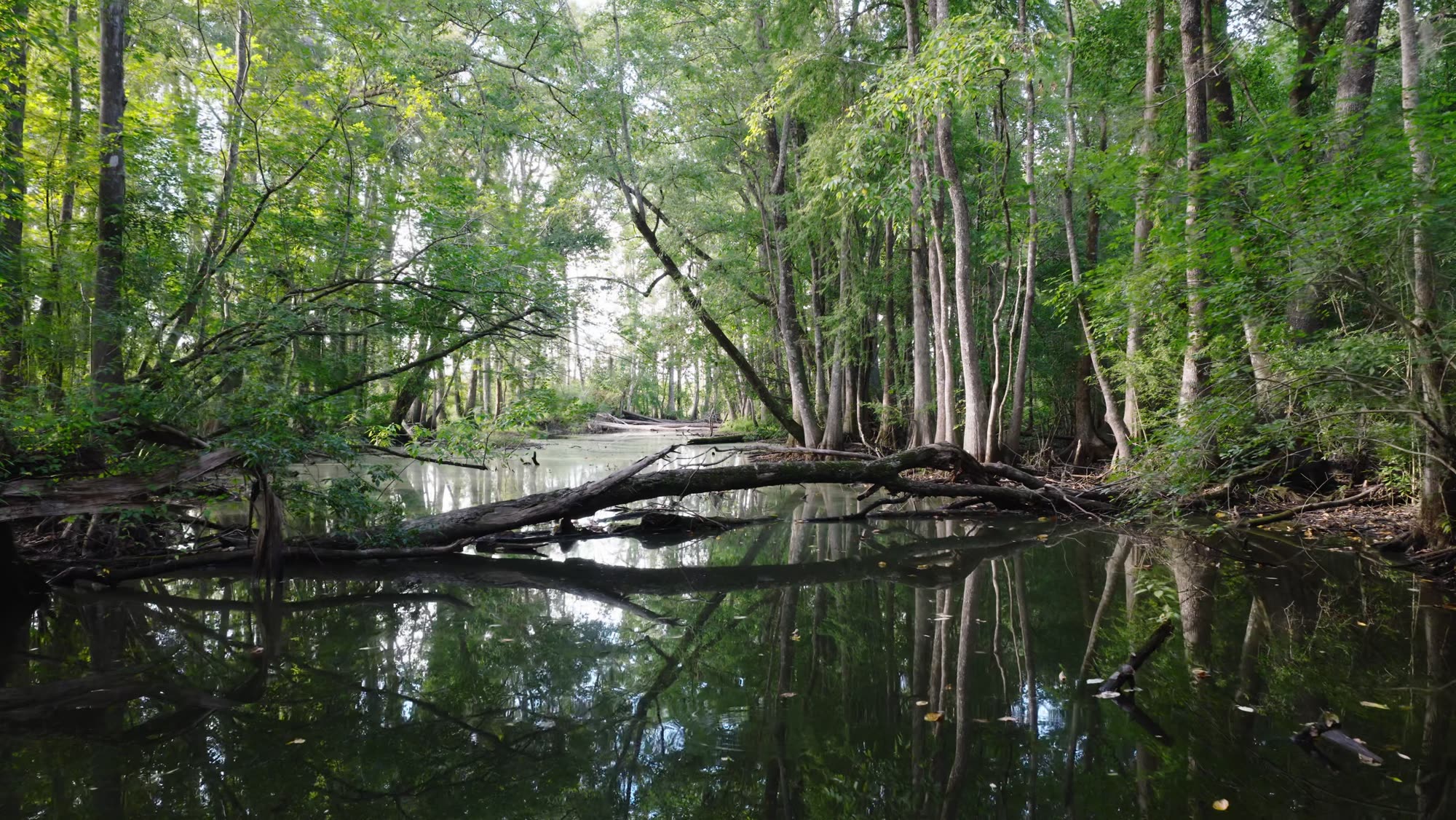 The river on the Riverside Course, lined with tall hardwoods